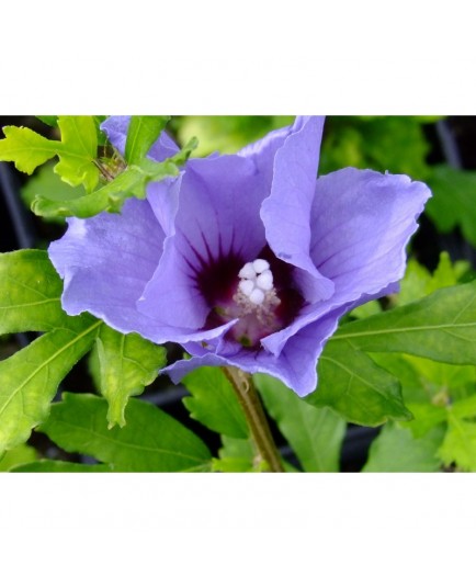 Hibiscus syriacus 'Marina' - ketmie