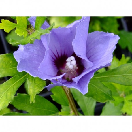 Hibiscus syriacus 'Marina' - ketmie