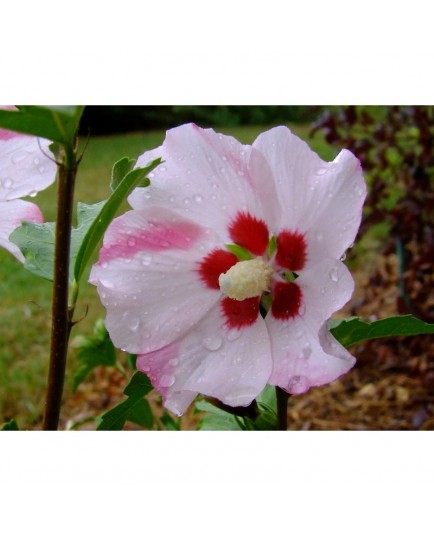 Hibiscus syriacus 'Mathilde' - altheas, ketmies