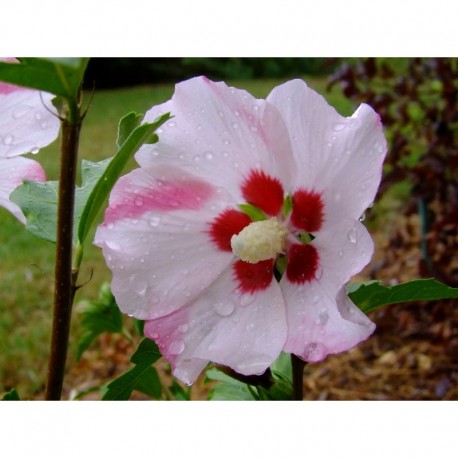 Hibiscus syriacus 'Mathilde' - altheas, ketmies
