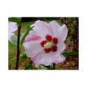 Hibiscus syriacus 'Mathilde' - altheas, ketmies