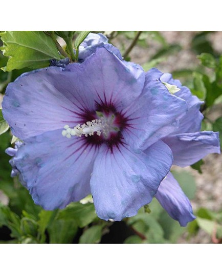 Hibiscus syriacus 'Oiseau Bleu' (Blue Bird)- altheas, ketmies