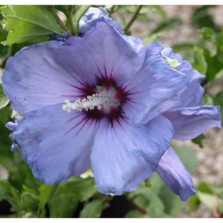 Hibiscus syriacus 'Oiseau Bleu' (Blue Bird)- altheas, ketmies