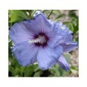 Hibiscus syriacus 'Oiseau Bleu' (Blue Bird)- altheas, ketmies