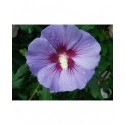 Hibiscus syriacus 'Oiseau Bleu' (Blue Bird)- altheas, ketmies