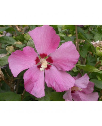 Hibiscus syriacus 'Pink Giant'® - altheas, ketmies