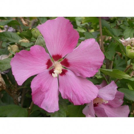 Hibiscus syriacus 'Pink Giant'® - altheas, ketmies