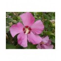 Hibiscus syriacus 'Pink Giant'® - altheas, ketmies