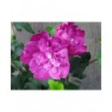 Hibiscus syriacus 'Purple Ruffles'®- althea , ketmie