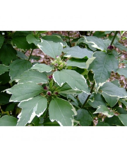 Hibiscus syriacus 'Purpureus Variegatus' - hibiscus panaché