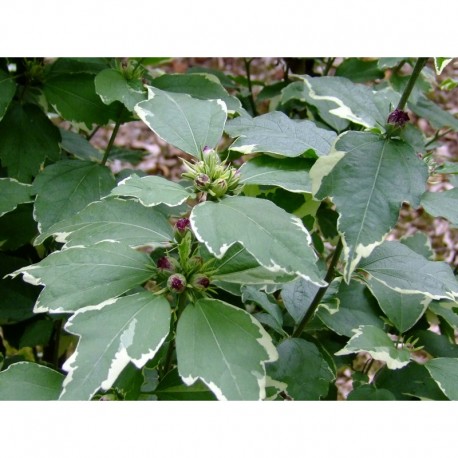 Hibiscus syriacus 'Purpureus Variegatus' - hibiscus panaché