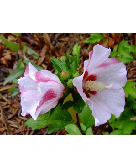 Hibiscus syriacus 'Red Heart' - altheas, mauves en arbre,