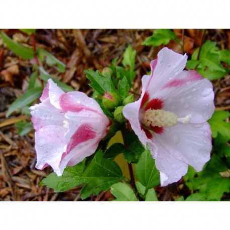 Hibiscus syriacus 'Red Heart' - altheas, mauves en arbre,