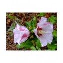 Hibiscus syriacus 'Red Heart' - altheas, mauves en arbre,