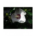 Hibiscus syriacus 'Red Heart' - altheas, mauves en arbre,