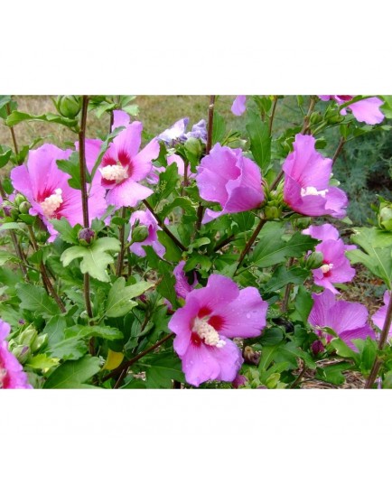 Hibiscus syriacus 'Russian Violet'® - ketmie, althea