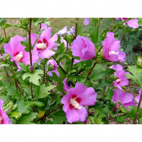 Hibiscus syriacus 'Russian Violet'® - ketmie, althea