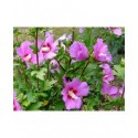 Hibiscus syriacus 'Russian Violet'® - ketmie, althea