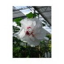 Hibiscus syriacus 'Speciosus' - althea , ketmie