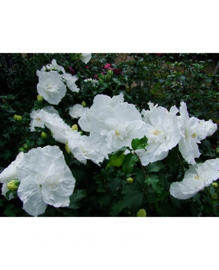 Hibiscus syriacus 'White Chiffon'® - althea , ketmie