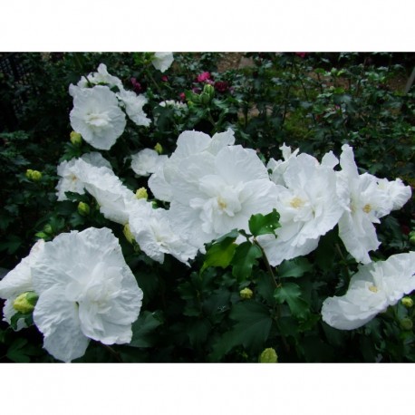 Hibiscus syriacus 'White Chiffon'® - althea , ketmie