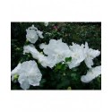 Hibiscus syriacus 'White Chiffon'® - althea , ketmie