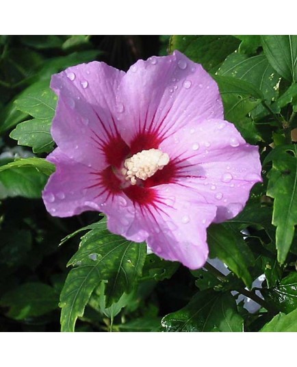 Hibiscus syriacus 'Woodbridge' - Malvaceae - altheas, mauves en arbre,