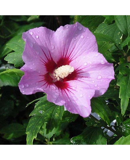 Hibiscus syriacus 'Woodbridge' - Malvaceae - altheas, mauves en arbre,