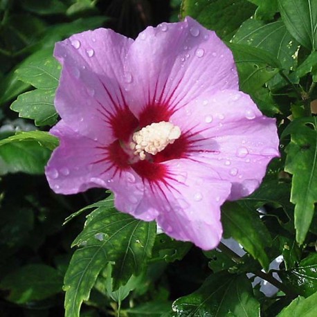 Hibiscus syriacus 'Woodbridge' - Malvaceae - altheas, mauves en arbre,