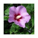 Hibiscus syriacus 'Woodbridge' - Malvaceae - altheas, mauves en arbre,