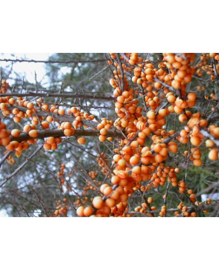 Hippophae rhamnoides 'Moldovia' - argousier