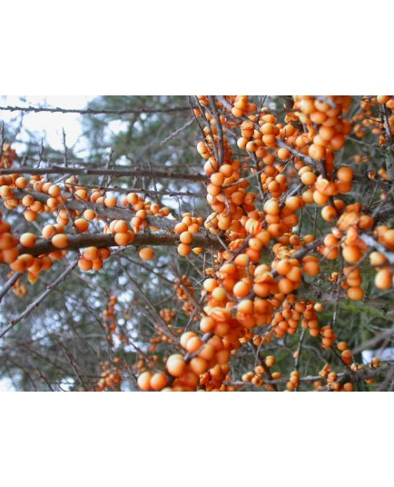 Hippophae rhamnoides 'Moldovia' - argousier