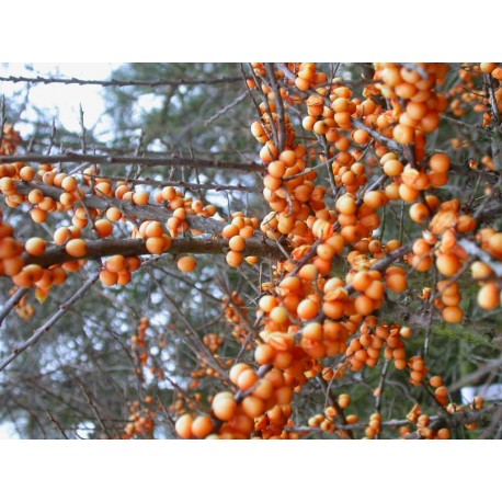 Hippophae rhamnoides 'Moldovia' - argousier