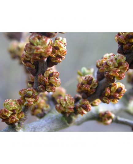 Hippophae rhamnoides 'Polmix' - Argousier mâle