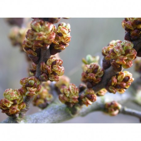 Hippophae rhamnoides 'Polmix' - Argousier mâle