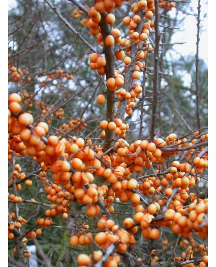 Hippophae rhamnoides - Argousier