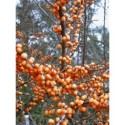 Hippophae rhamnoides - Argousier