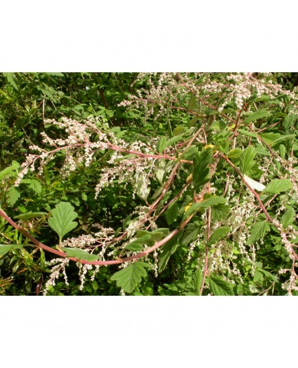 Holodiscus discolor var. ariifolius - Spirée discolor