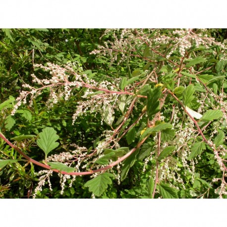 Holodiscus discolor var. ariifolius - Spirée discolor