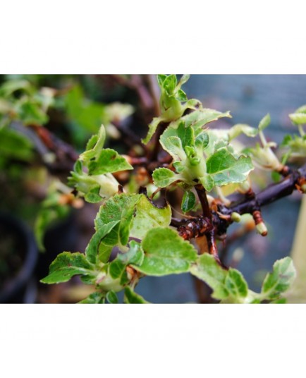 Hydrangea anomala subsp. petiolaris 'Miranda' -hortensia grimpant