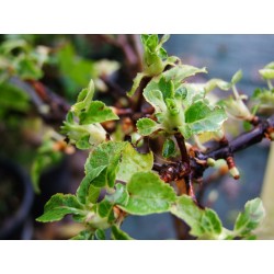 Hydrangea anomala subsp. petiolaris 'Miranda' -hortensia grimpant