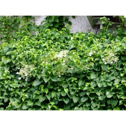 Hydrangea anomala subsp. petiolaris - hortensia grimpant