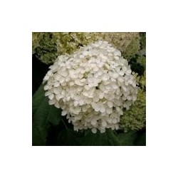 Hydrangea arborescens 'Annabelle'