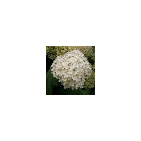 Hydrangea arborescens 'Annabelle'