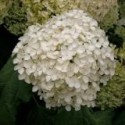 Hydrangea arborescens 'Annabelle'