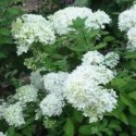 Hydrangea paniculata 'Grandiflora'