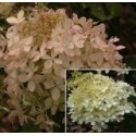 Hydrangea paniculata 'Phantom'