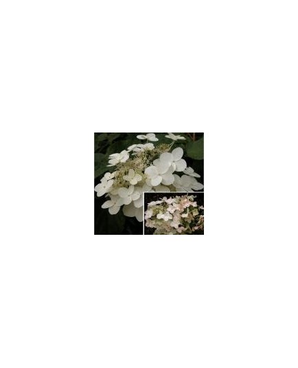 Hydrangea paniculata 'Unique'