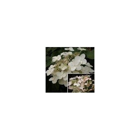 Hydrangea paniculata 'Unique'