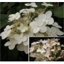 Hydrangea paniculata 'Unique'